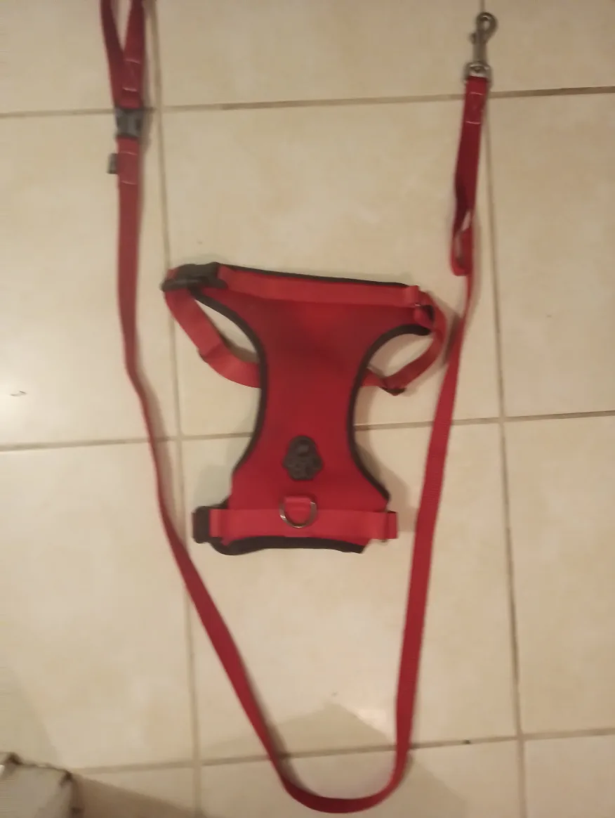 Red Dog Harness and Leash image indicator(3)