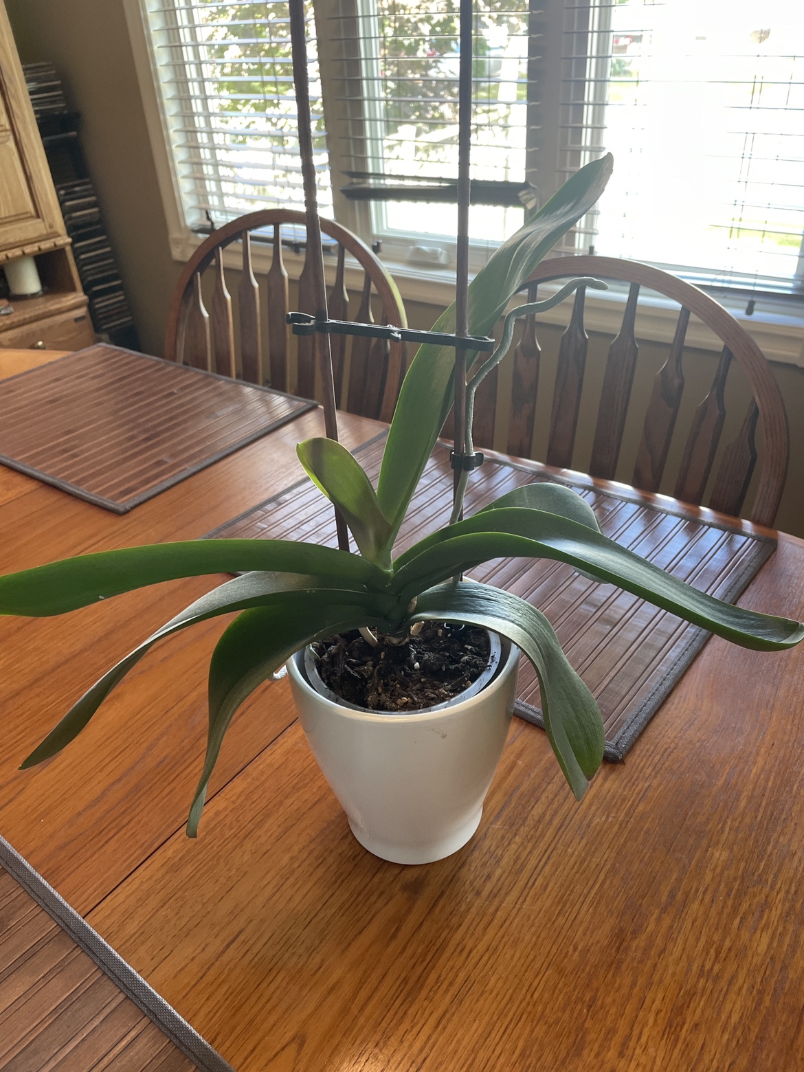 Orchid Plant - photo 2