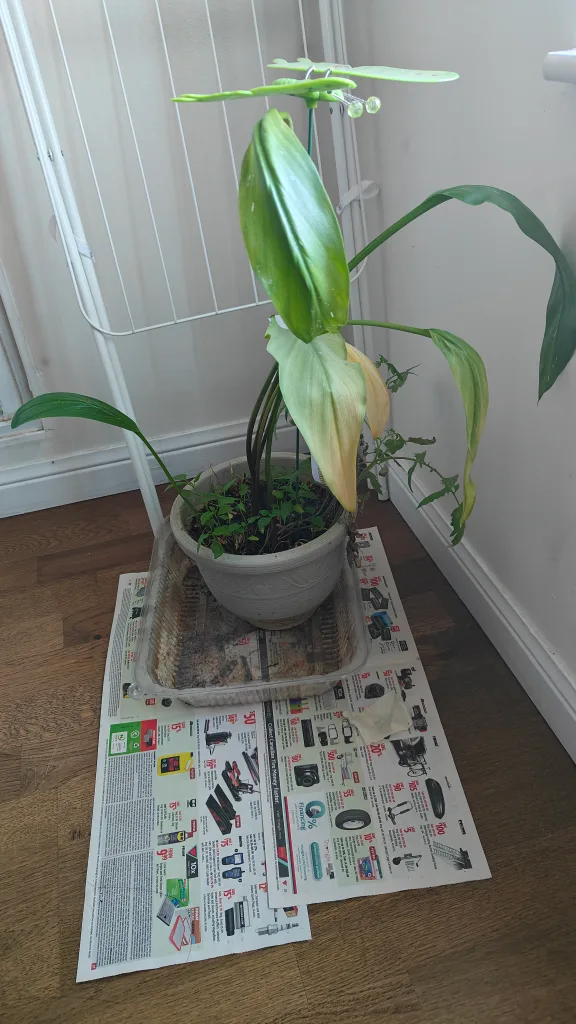 Peace Lily Plant thumbnail