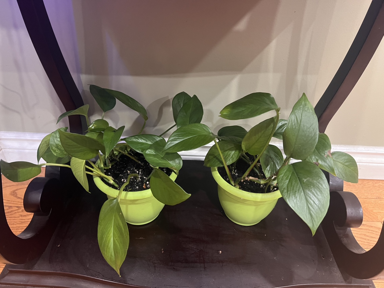 2x Pothos Plants in self watering pots - photo 2