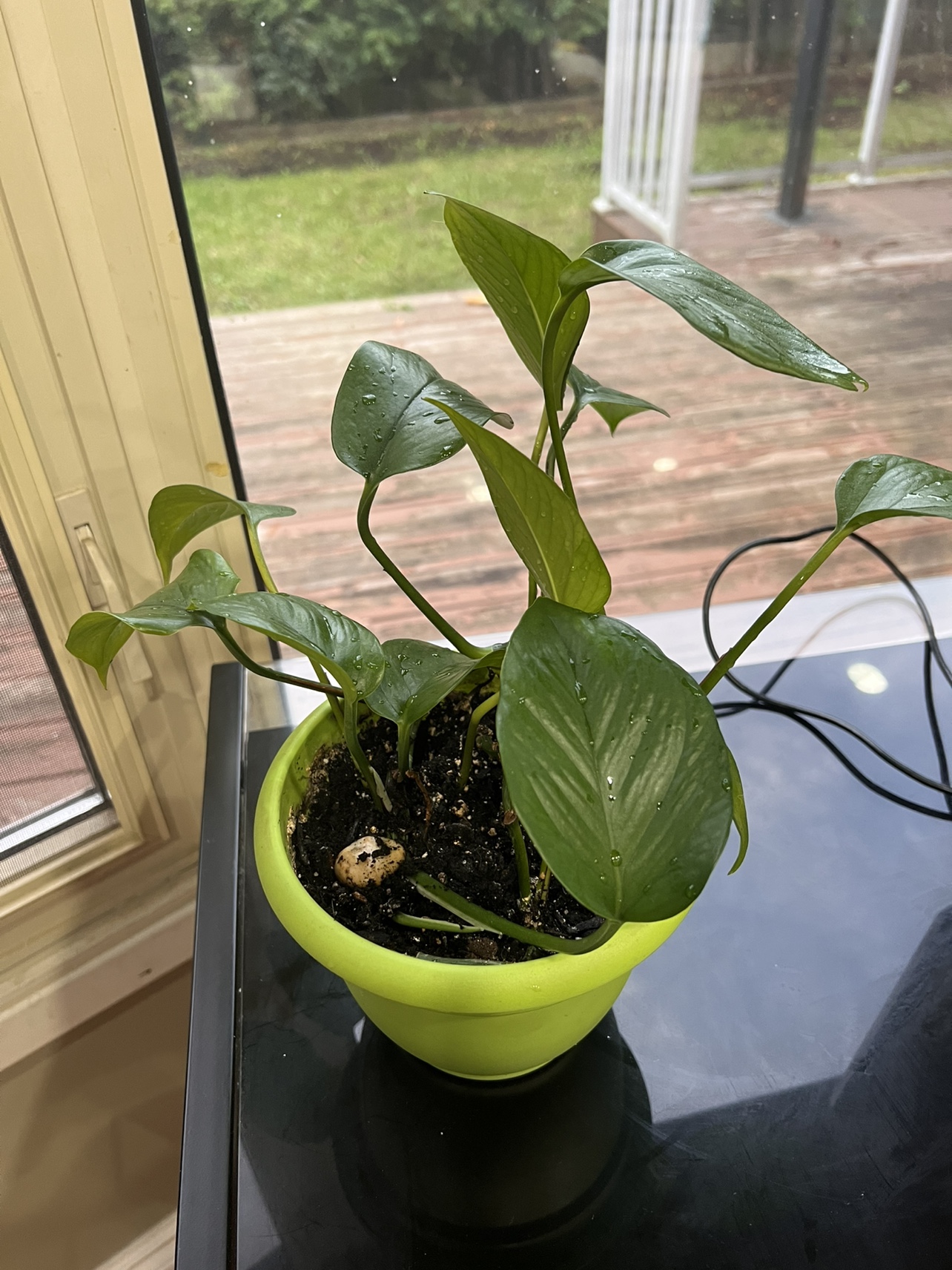 2x Pothos Plants in self watering pots - photo 4