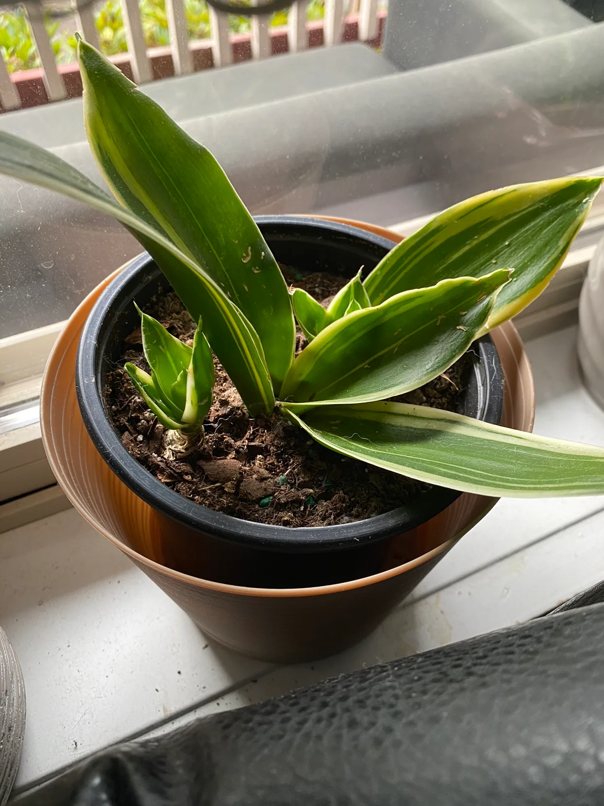 Snake Plant thumbnail