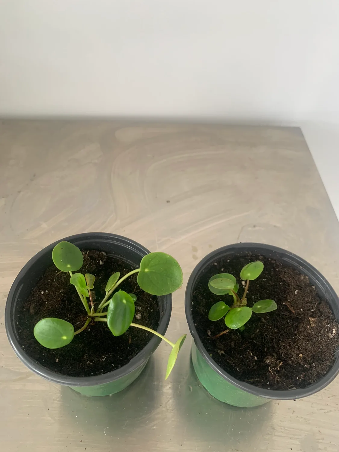 Two Chinese Money Plants thumbnail