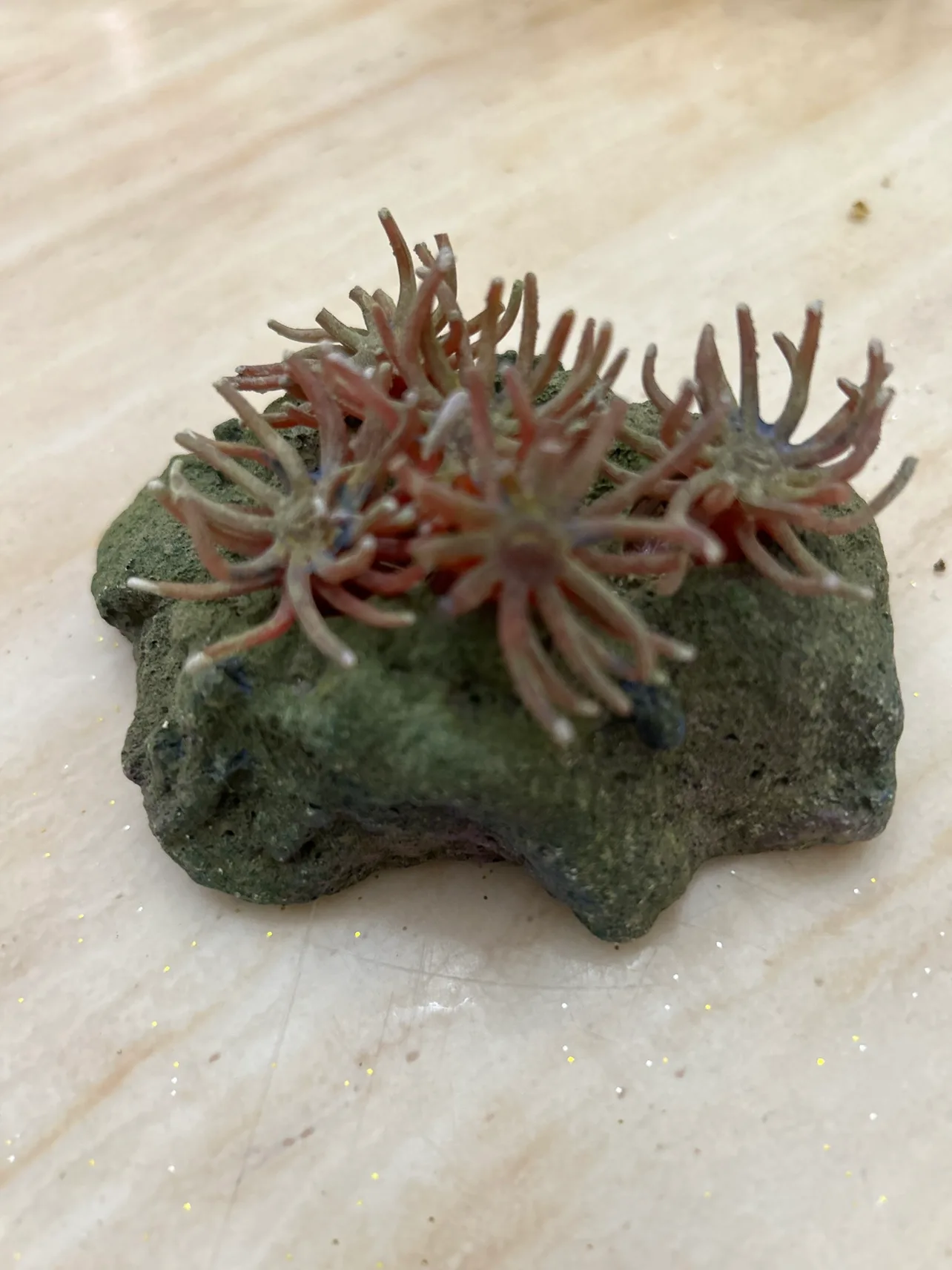 Aquarium Decoration Set image indicator(4)