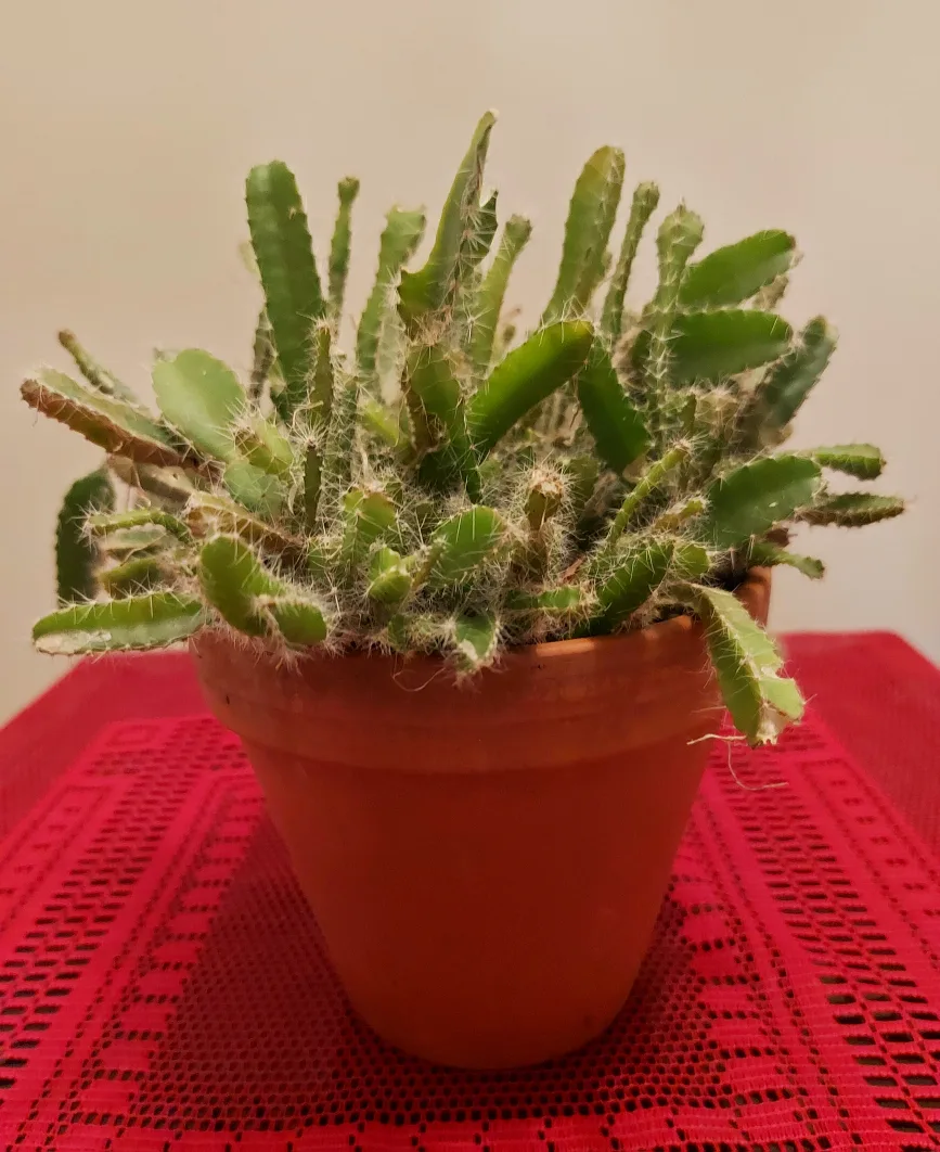 Dragonfruit Cactus thumbnail