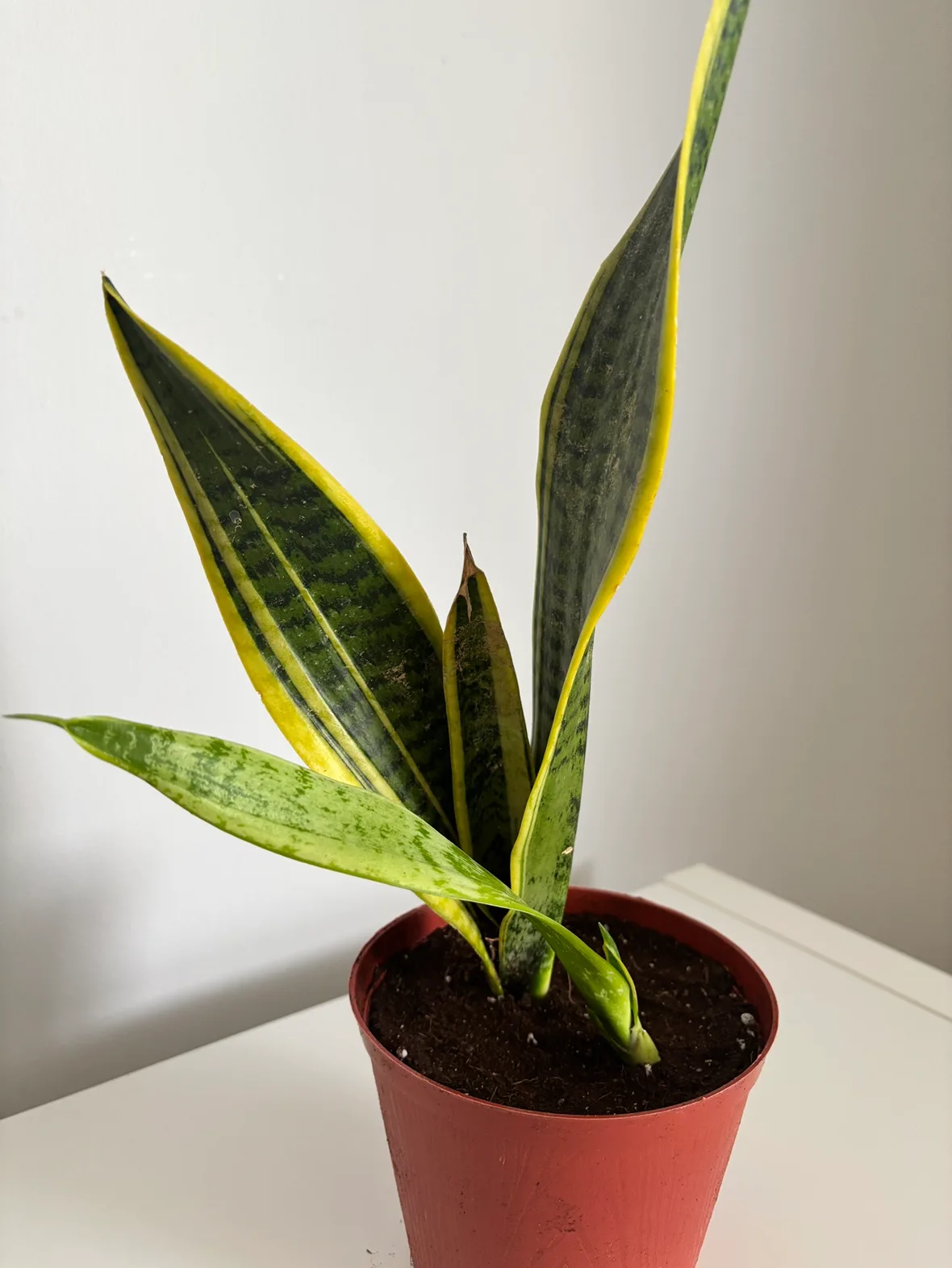 Snake plant thumbnail