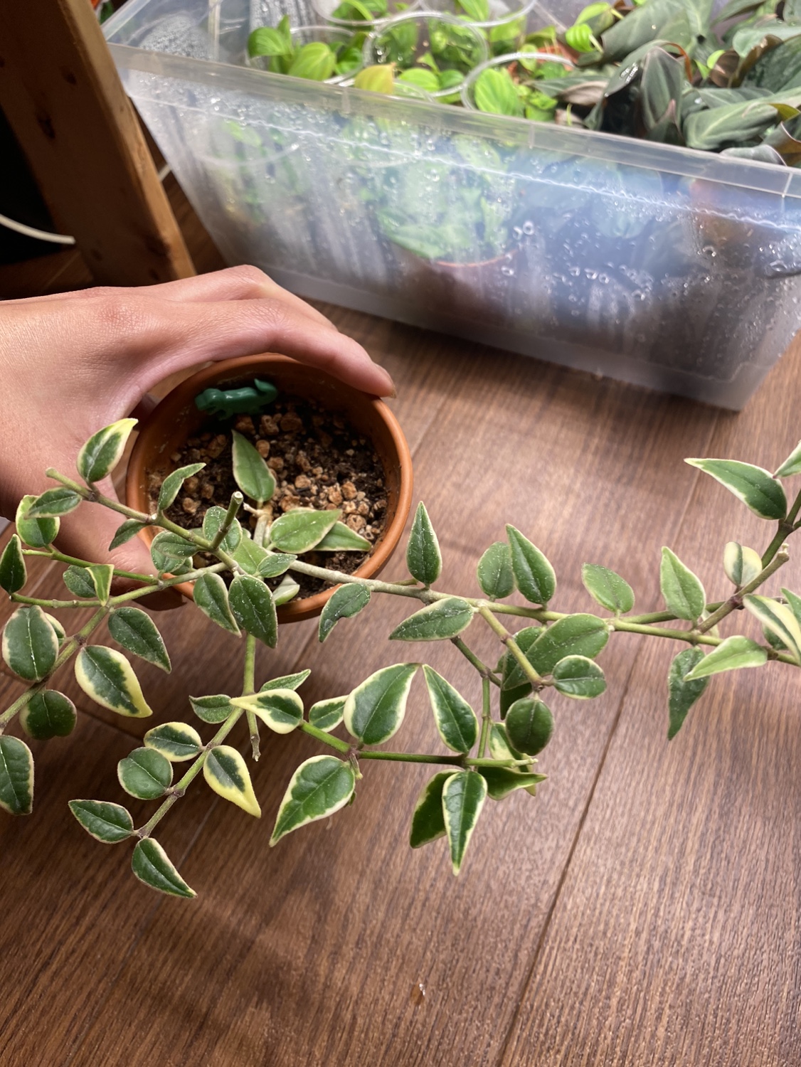 Hoya Bella Variegated - photo 3
