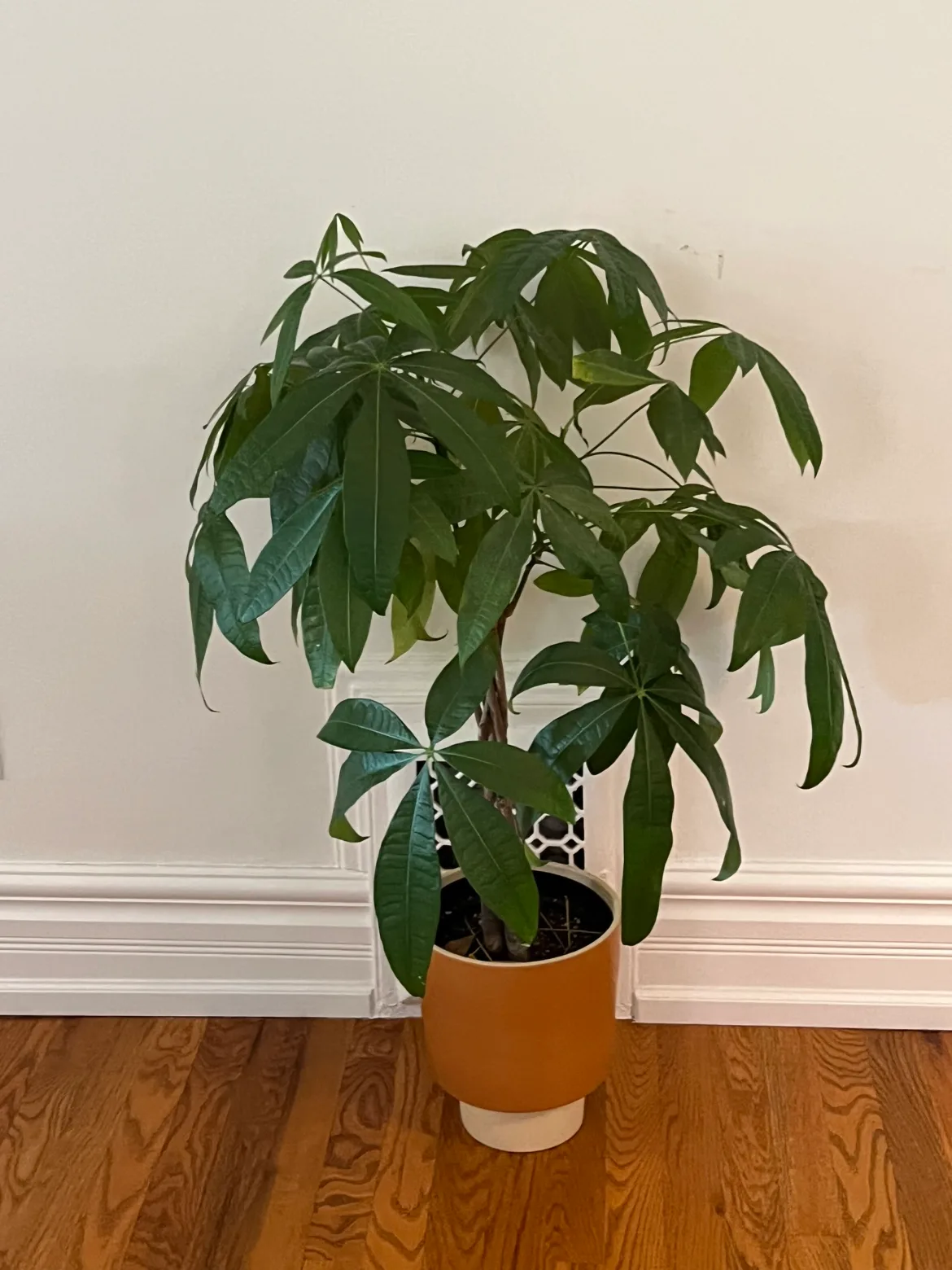 Large Money Tree Plant thumbnail