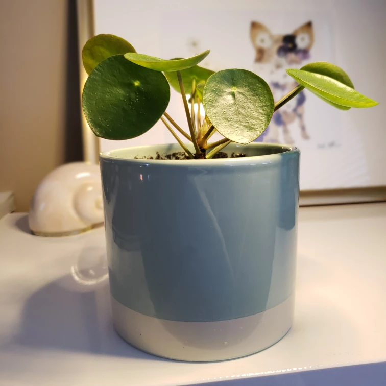 Medium Pilea Peperomioides (Money Plant)