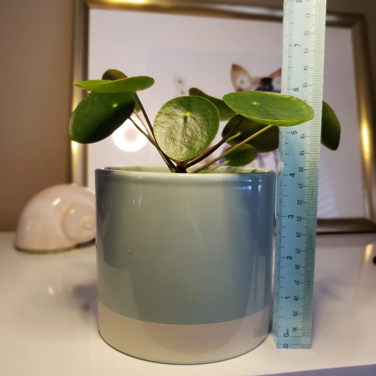 Medium Pilea Peperomioides (Money Plant) - photo 2