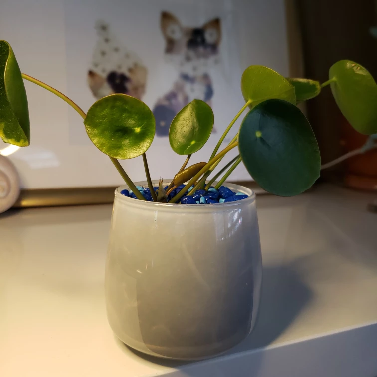 Medium Pilea Peperomioides (Money Plant) - photo 3