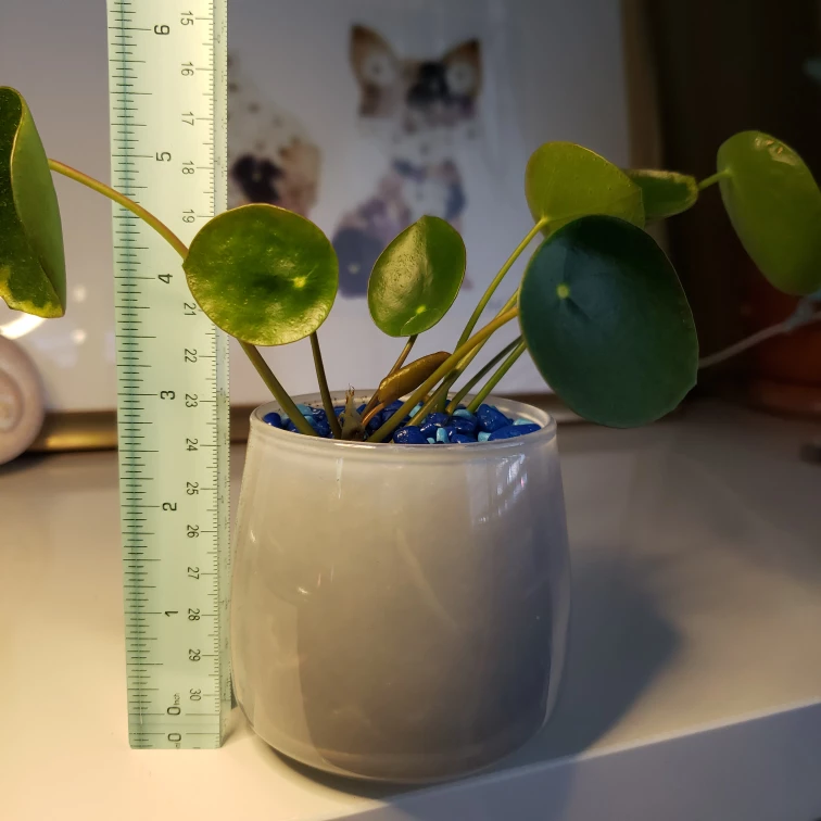 Medium Pilea Peperomioides (Money Plant) - photo 4