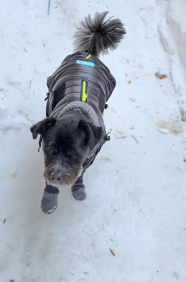 Dog Winter Boots and jacket image indicator(3)