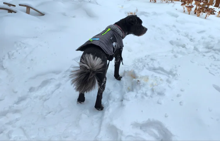 Dog Winter Boots and jacket image indicator(4)