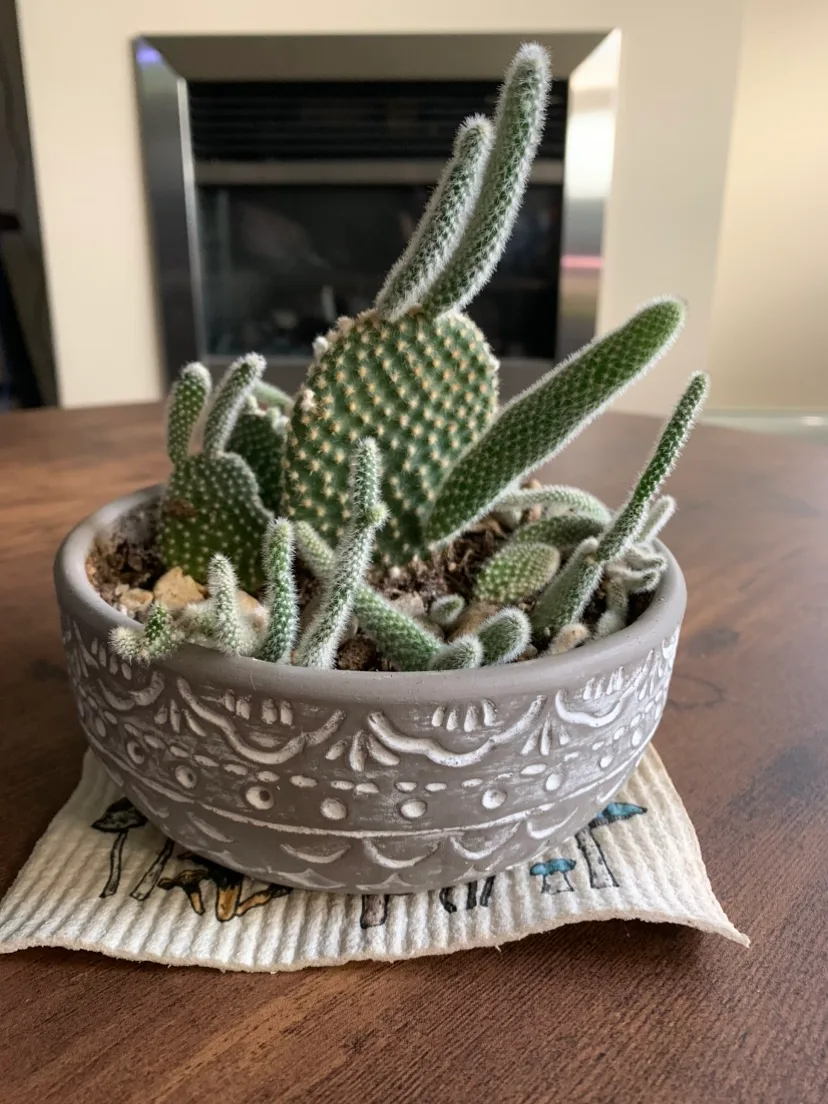 Bunny Ears Cactus Plant in Pot thumbnail