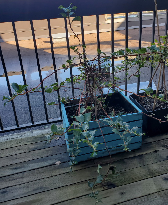 Large Plant with Blue Crate