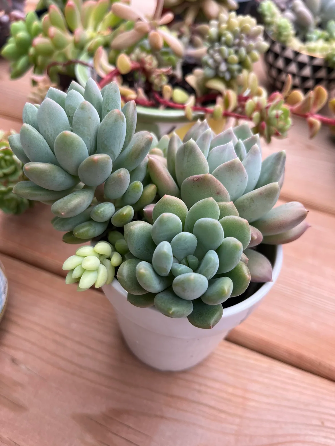 3” gray prince succulent in ceramic pot thumbnail