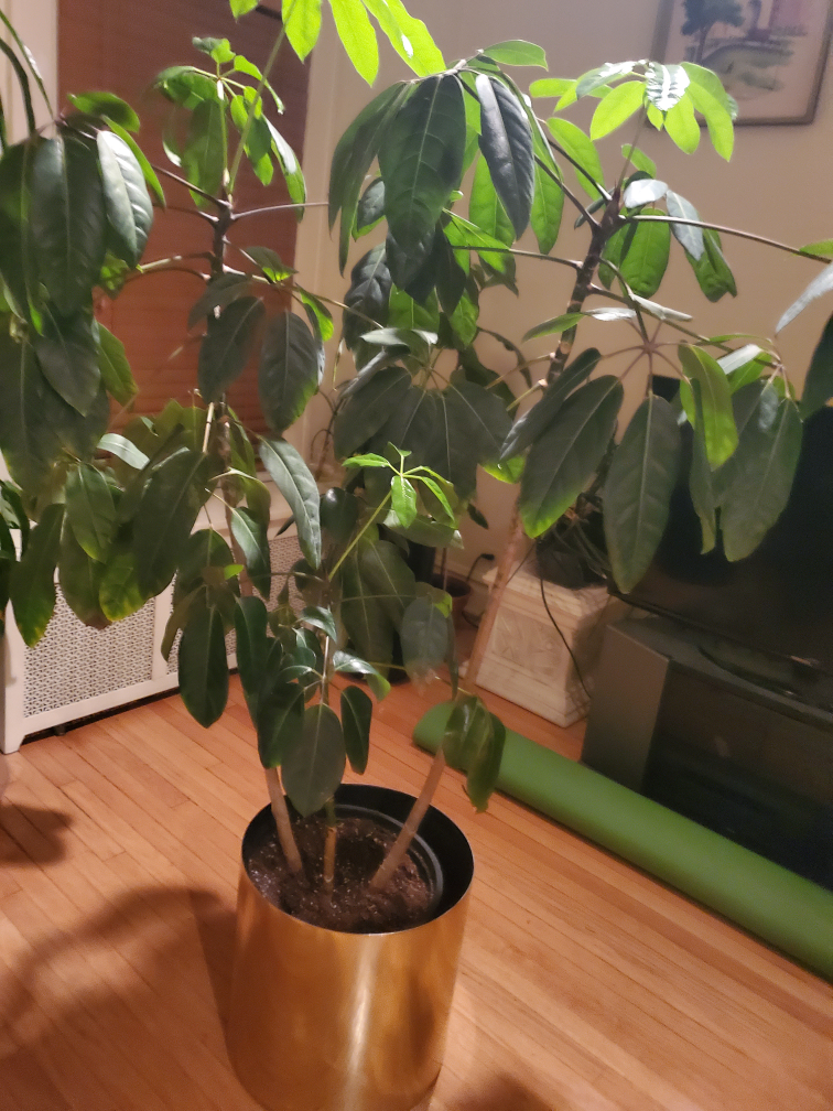 HUGE INDOOR PLANT - photo 3