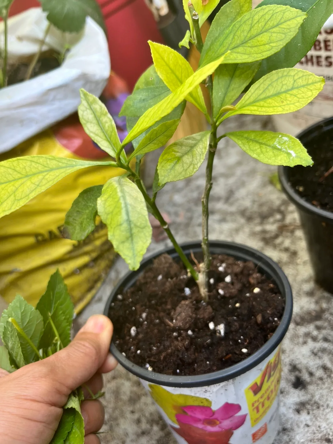 Lemon Tree Sapling image indicator(3)