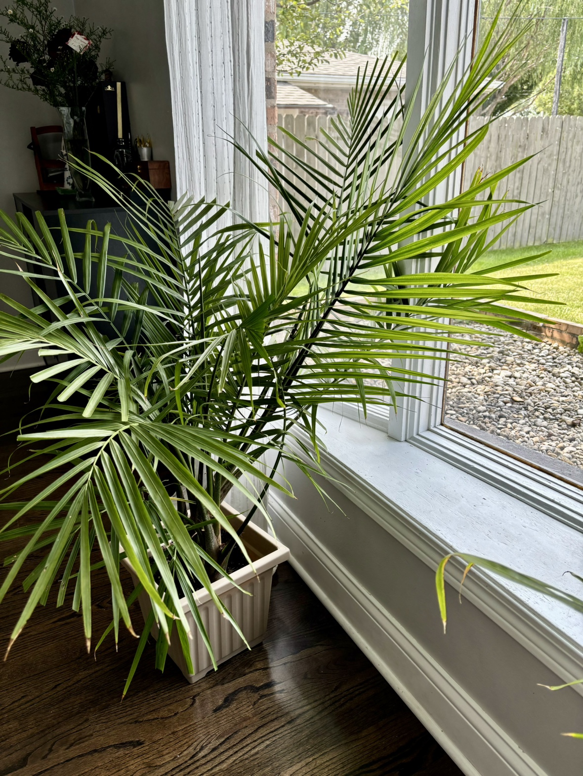 2 indoor Palm Tree Plant - photo 4