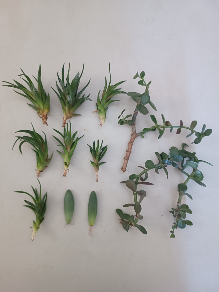 Assortment of Succulents