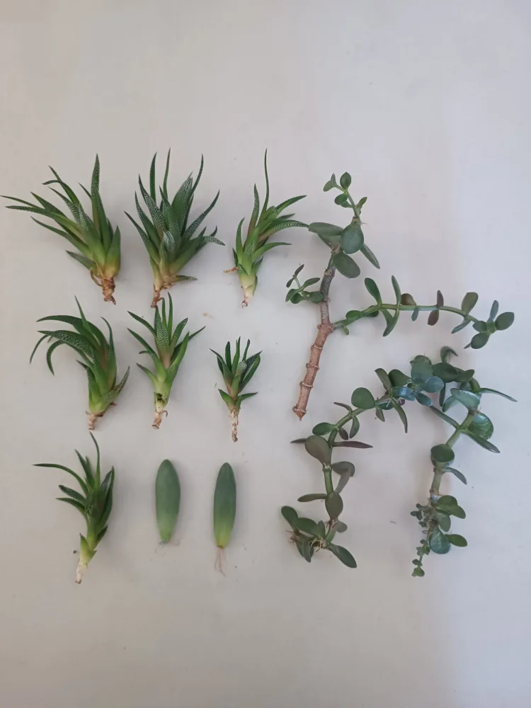 Assortment of Succulents