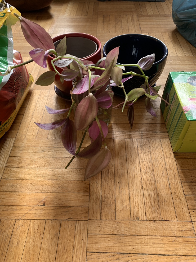 Wandering Jew Plant + Soil, pots, fertilizers - photo 2