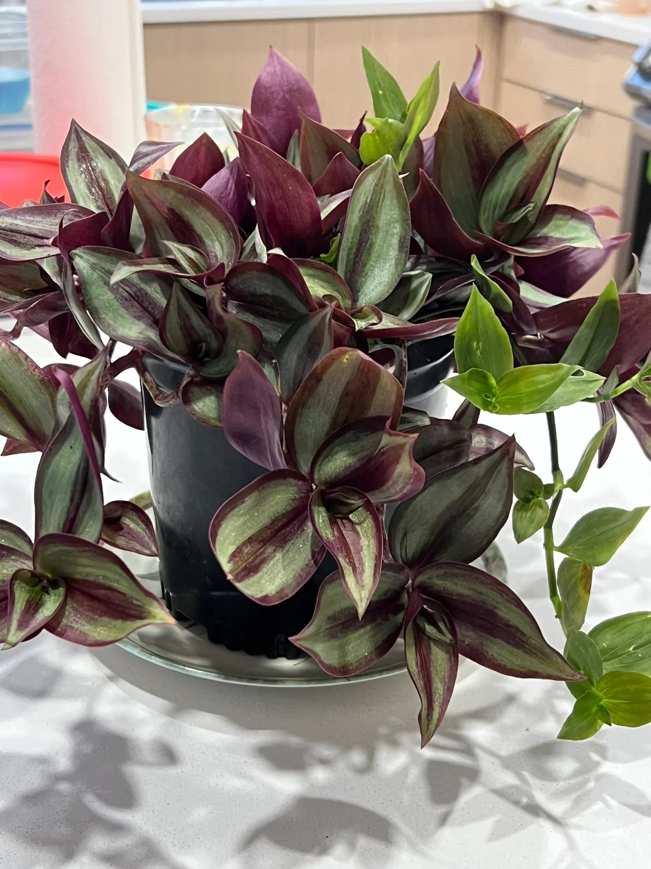 Wandering Jew or Silver Inch plant. In 1 gallon pot image indicator(3)