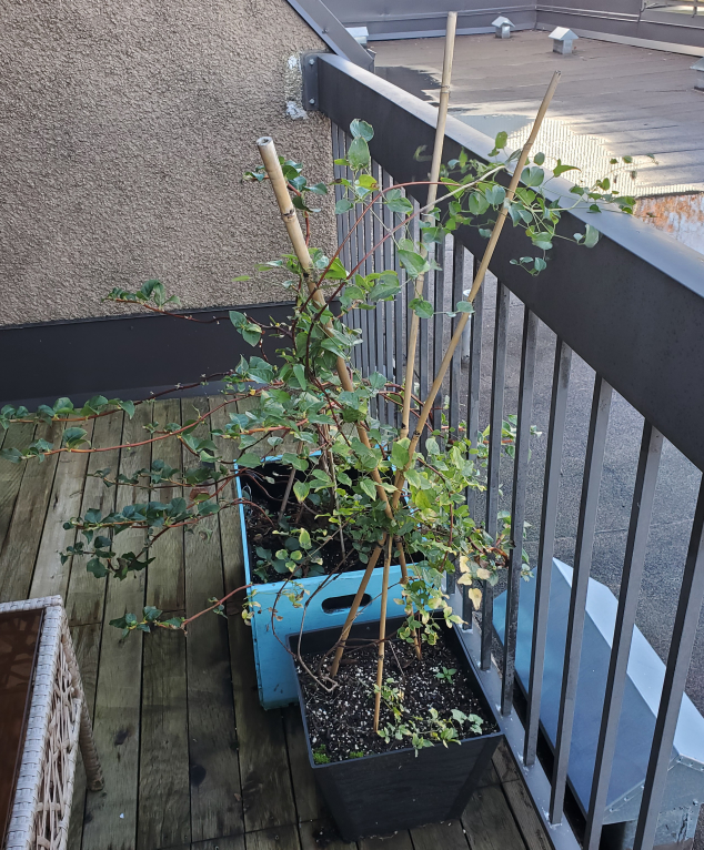 Climbing Plant in Pot - photo 2