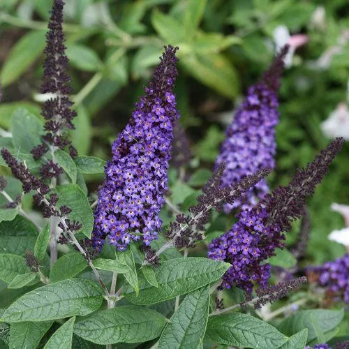 ❤️ 🦋Butterfly Bush saplings (multiple available) #freecycle thumbnail