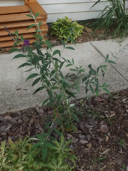❤️ 🦋Butterfly Bush saplings (multiple available) #freecycle image indicator(2)