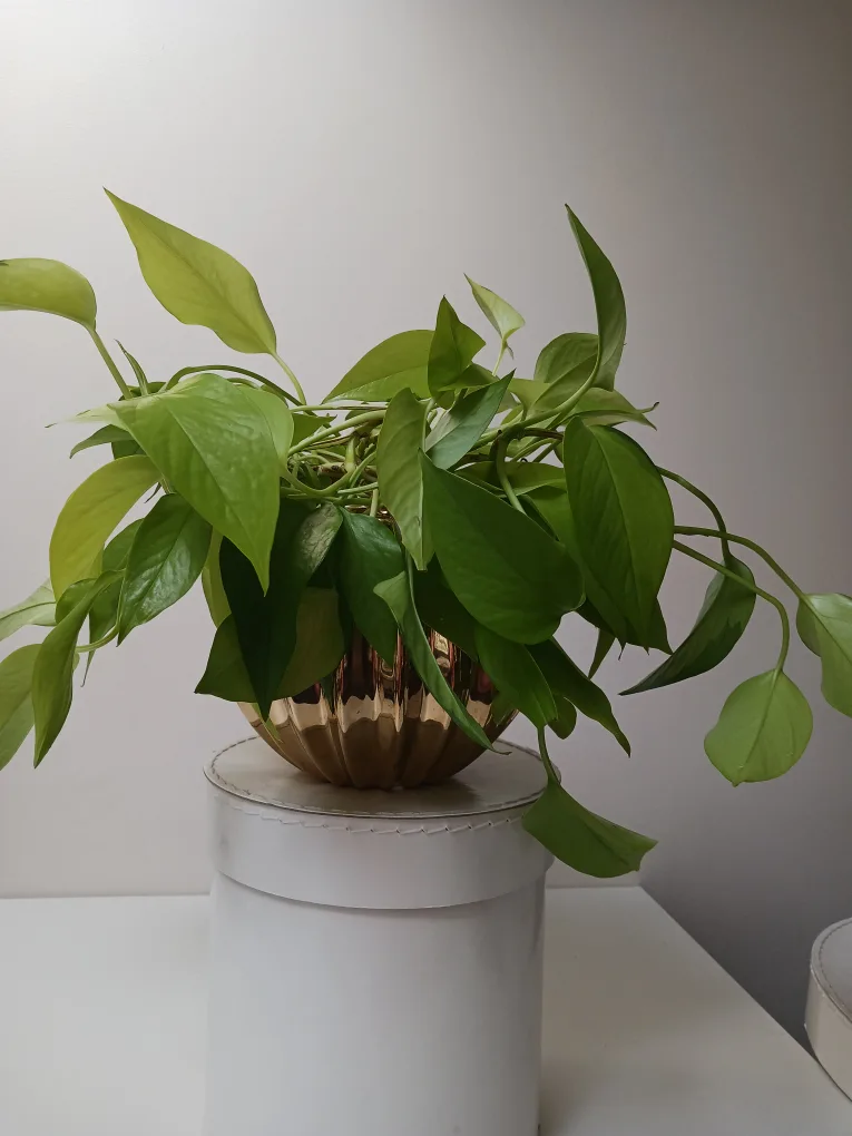 Plant pot & plant thumbnail