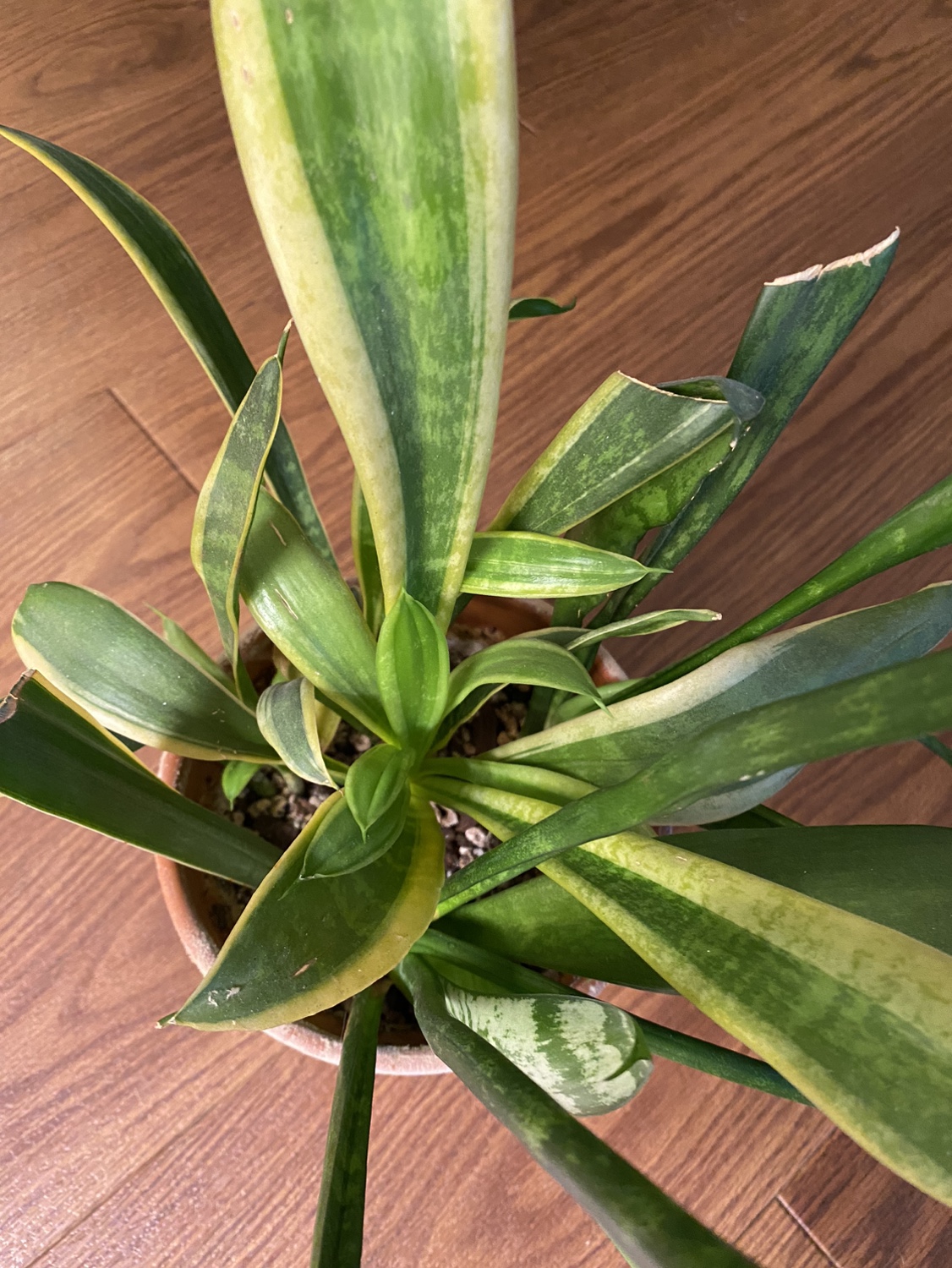 Snake Plant - photo 3