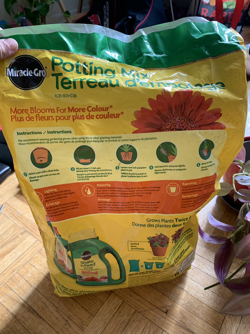 Wandering Jew Plant + Soil, pots, fertilizers - photo 3