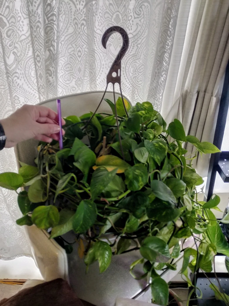 🍁 Pothos Plant in hanging pot.