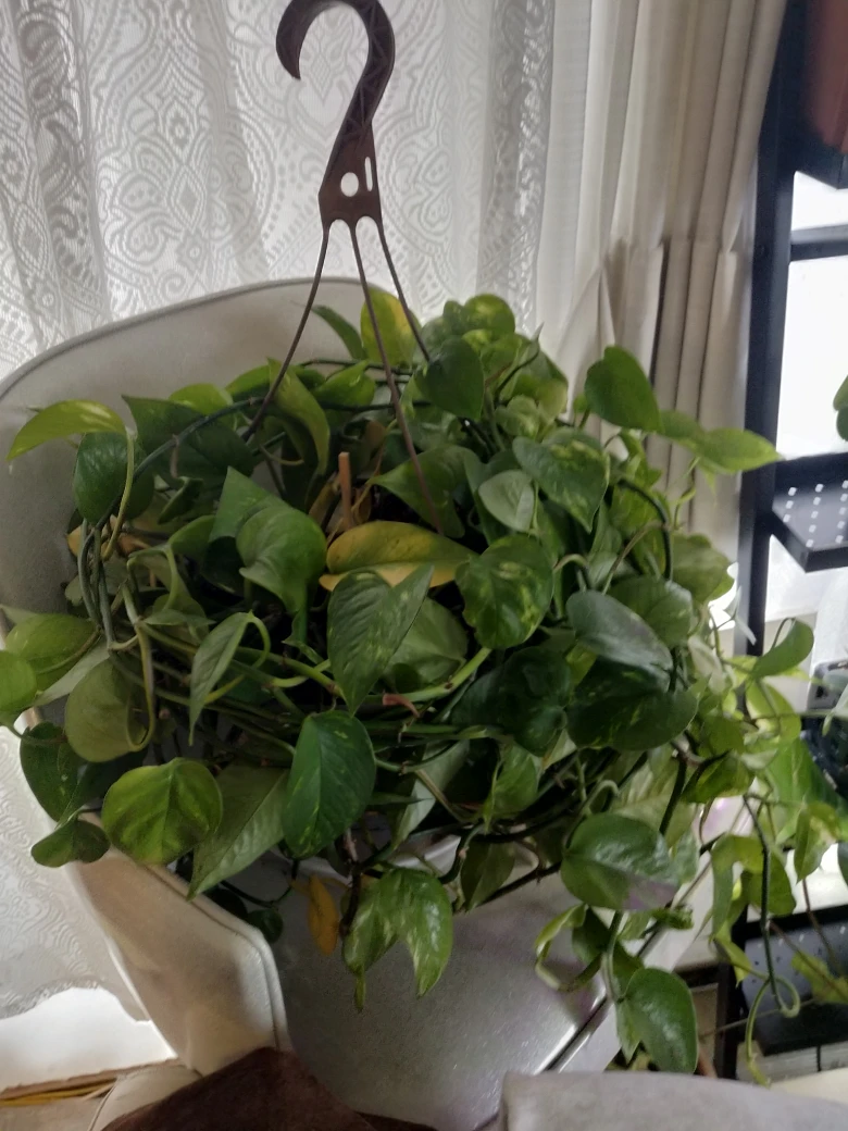 🍁 Pothos Plant in hanging pot. - photo 2