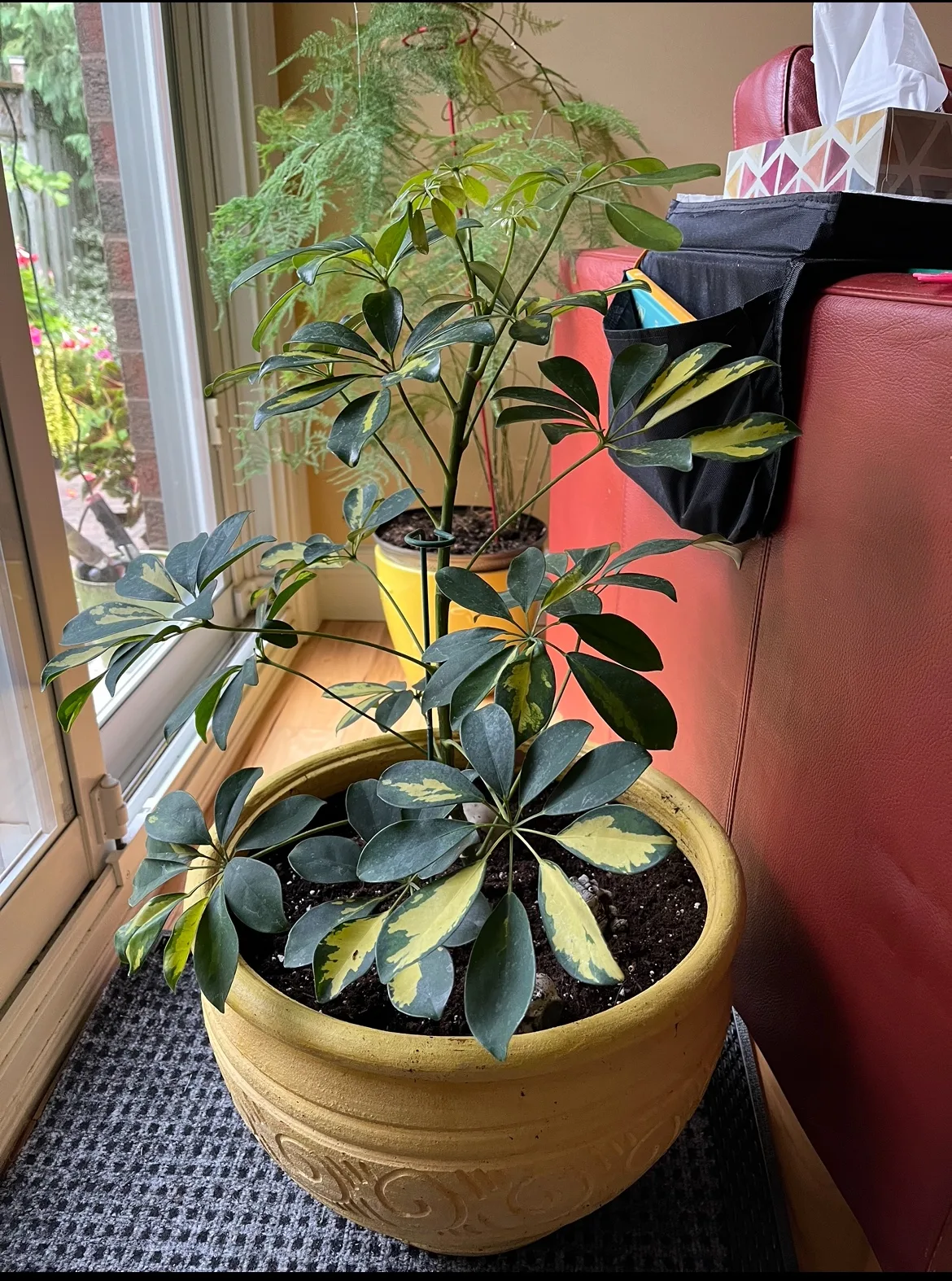 Umbrella Plant thumbnail