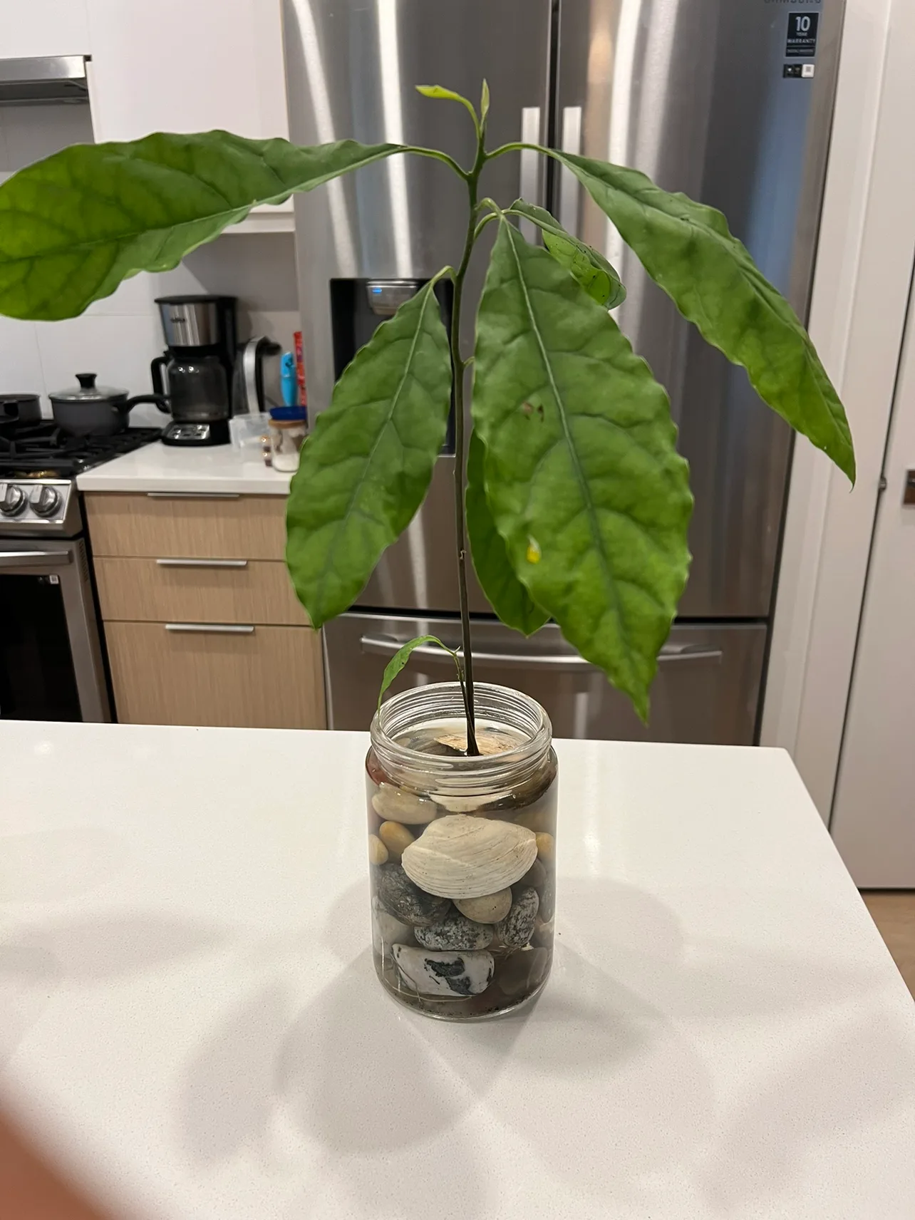 Avocado Tree grown in water thumbnail