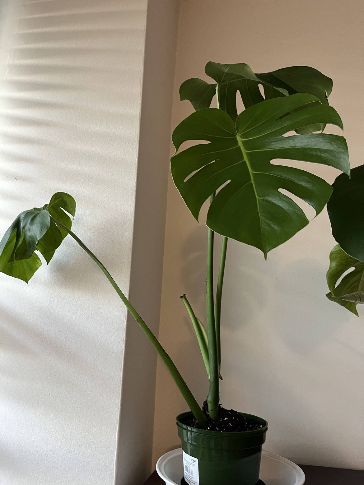 Monstera Deliciosa Plant (2) available.
