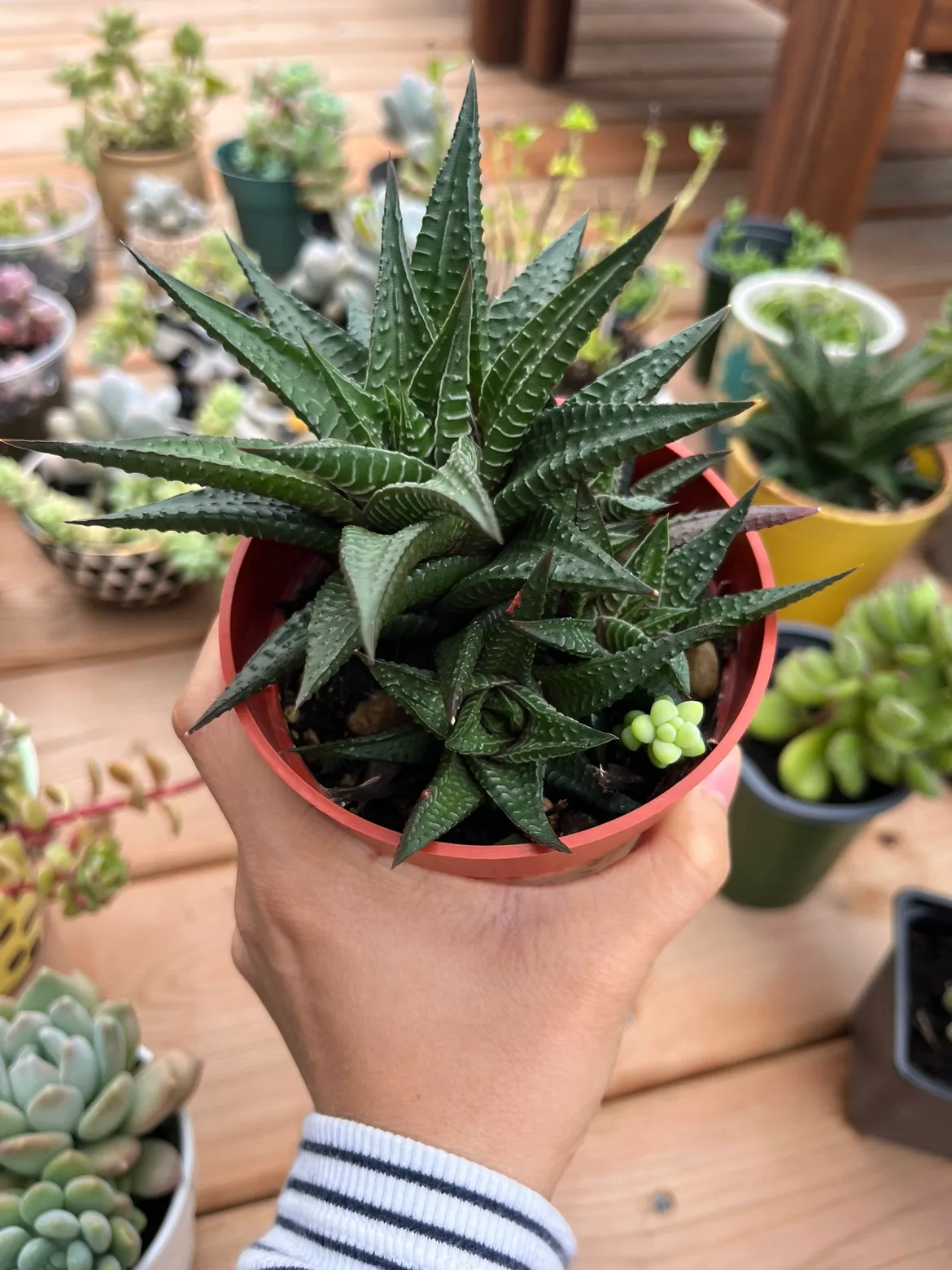 4” Hawthorn Succulent image indicator(3)