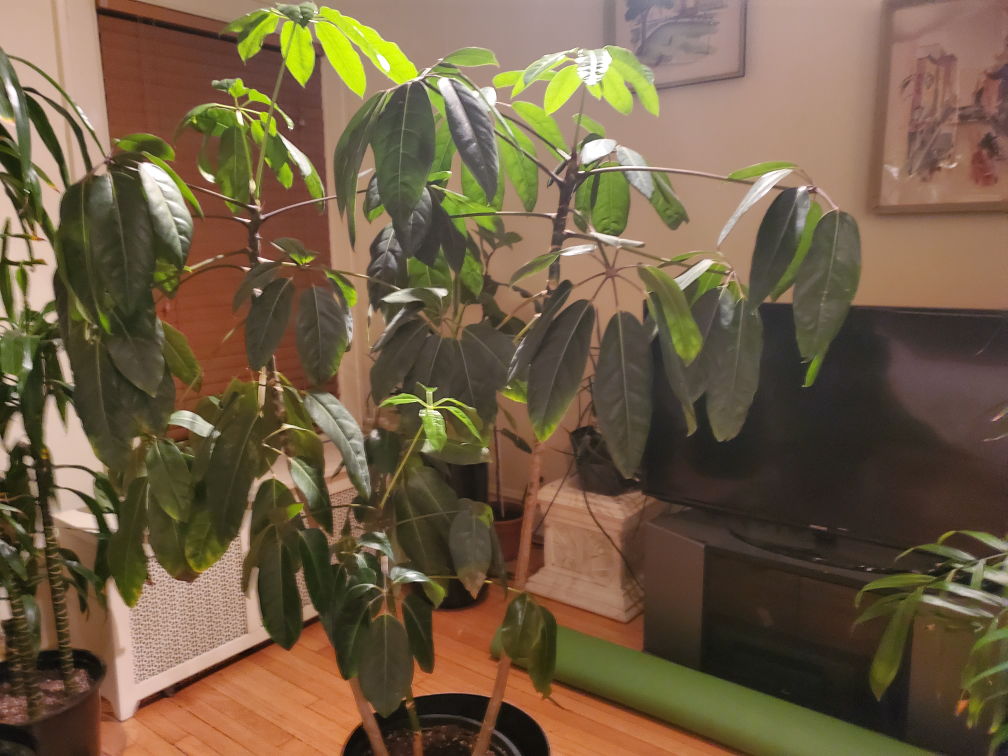 HUGE INDOOR PLANT