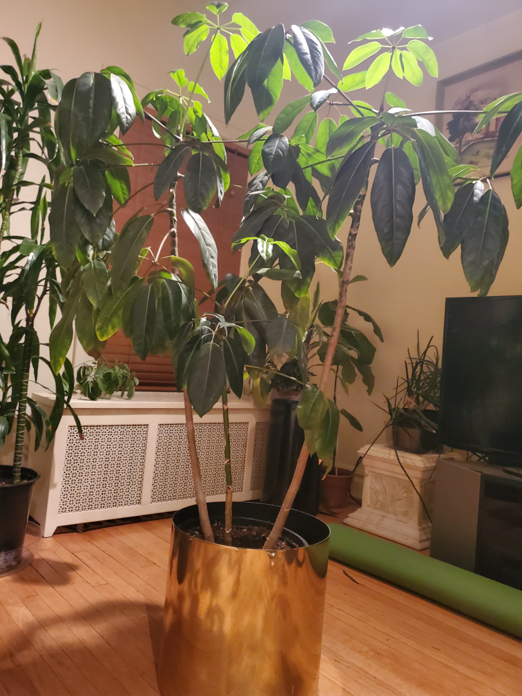 HUGE INDOOR PLANT - photo 2