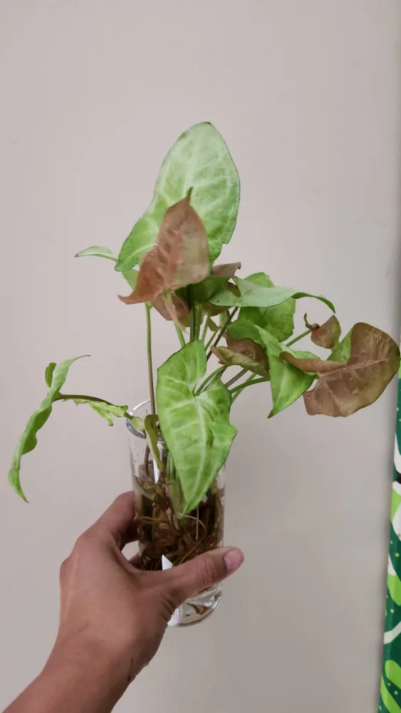 various indoor plants thumbnail