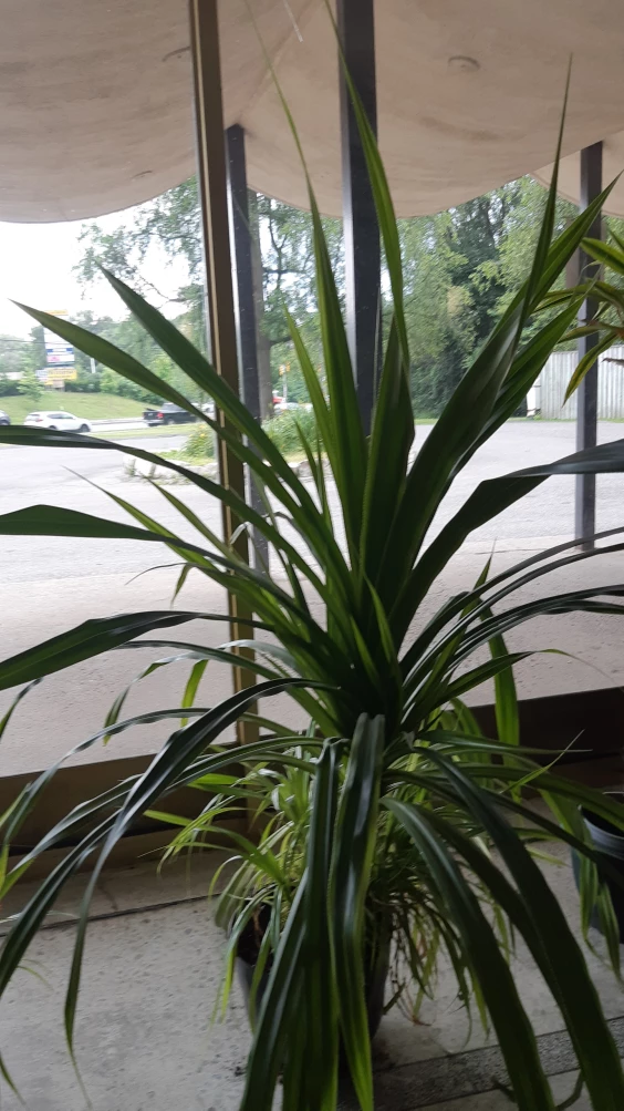 Extra large green plant. - photo 2