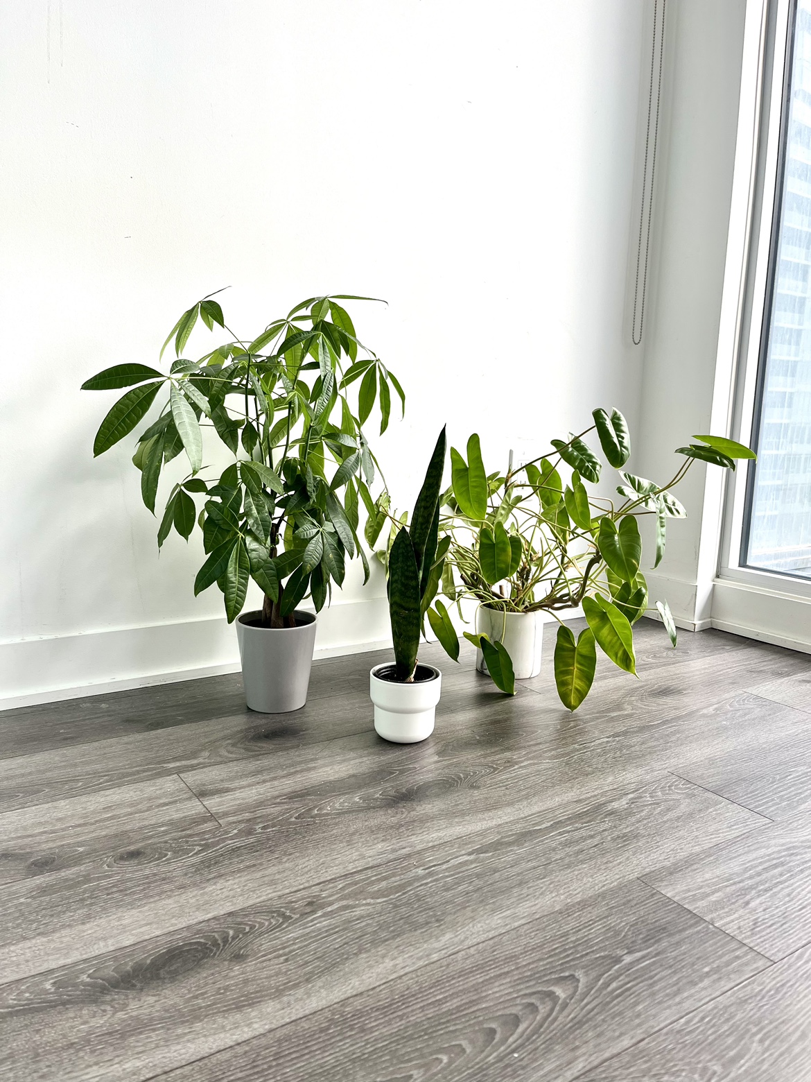3 Potted House Plants - Money Tree, Philodendron & Snake Plant