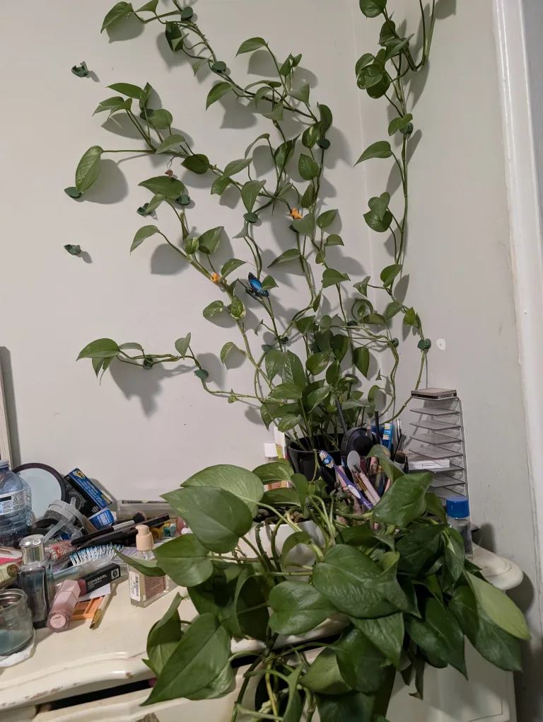 Set of 2 Large Golden Pothos Plant (Indian money plant)