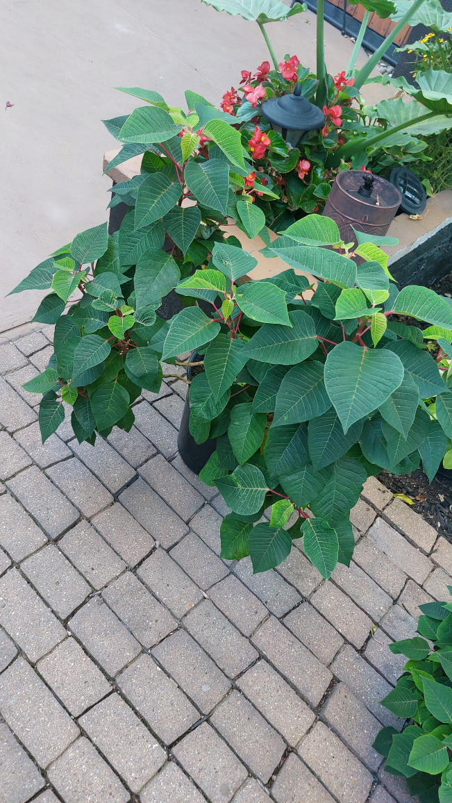 Poinsetta live plants 2