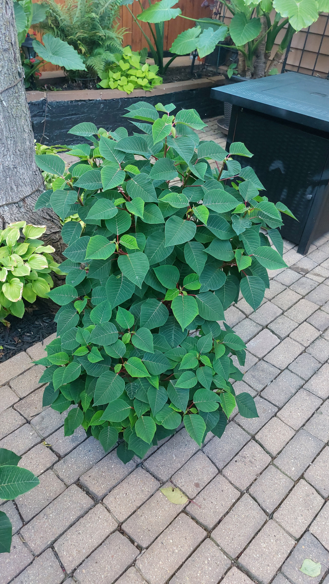 Poinsetta live plants 2 - photo 2