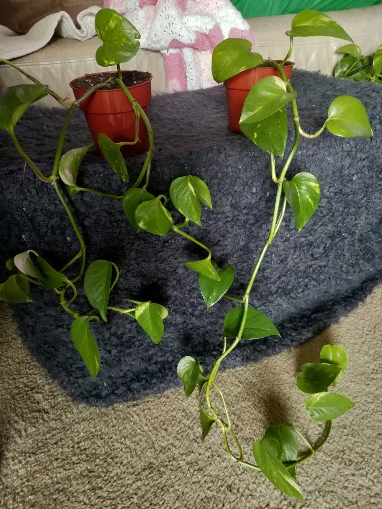 Golden Pothos Plant (2 of them) thumbnail
