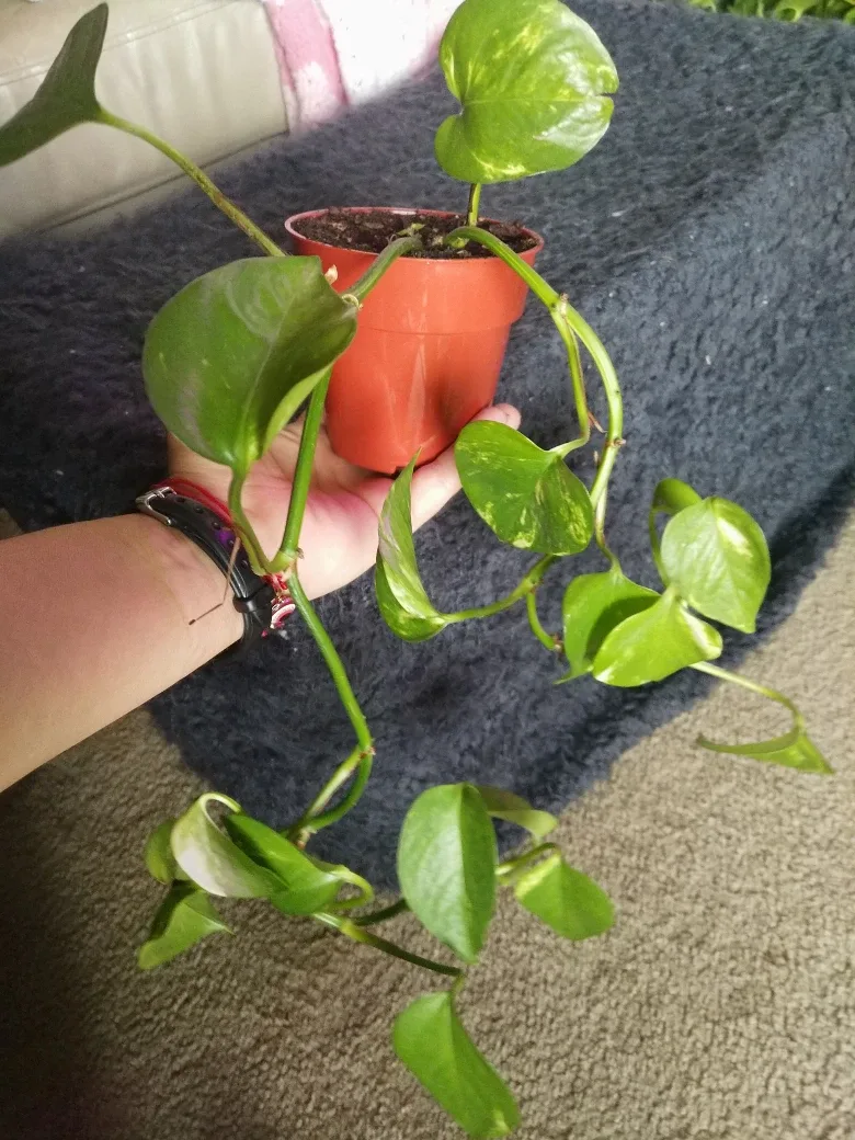 Golden Pothos Plant (2 of them) image indicator(3)